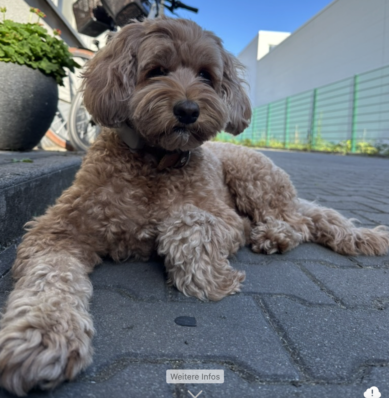 Frieda